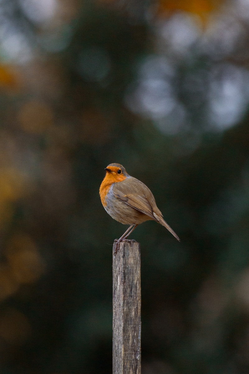 Oiseaux du Val d'Hérens