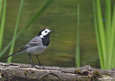 white wagtail, bird, songbird