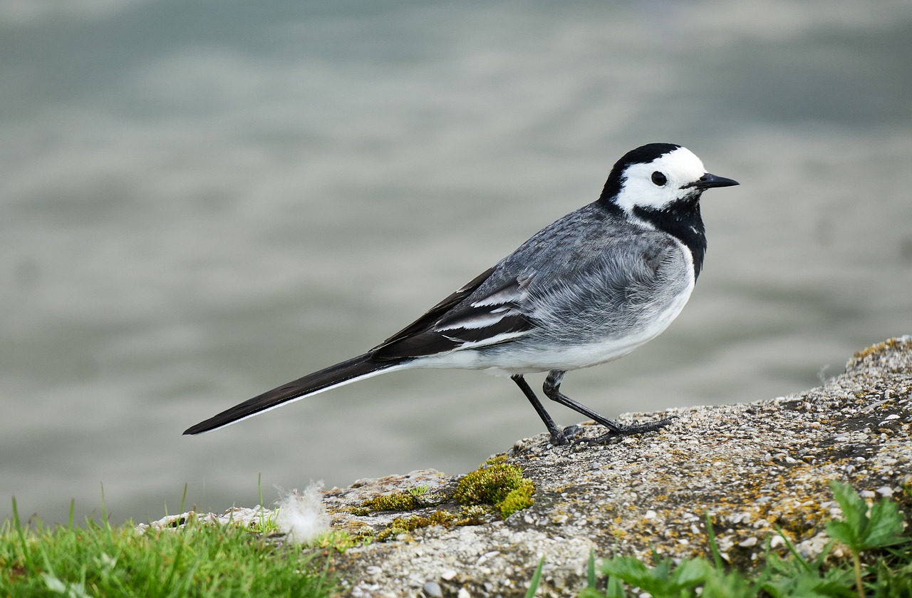 white wagtail, bird, nature